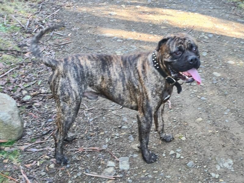 Bullmastiff 4 years 5 months old male large named Czar for breeding in Brighton Council, Tasmania | Petmeetly