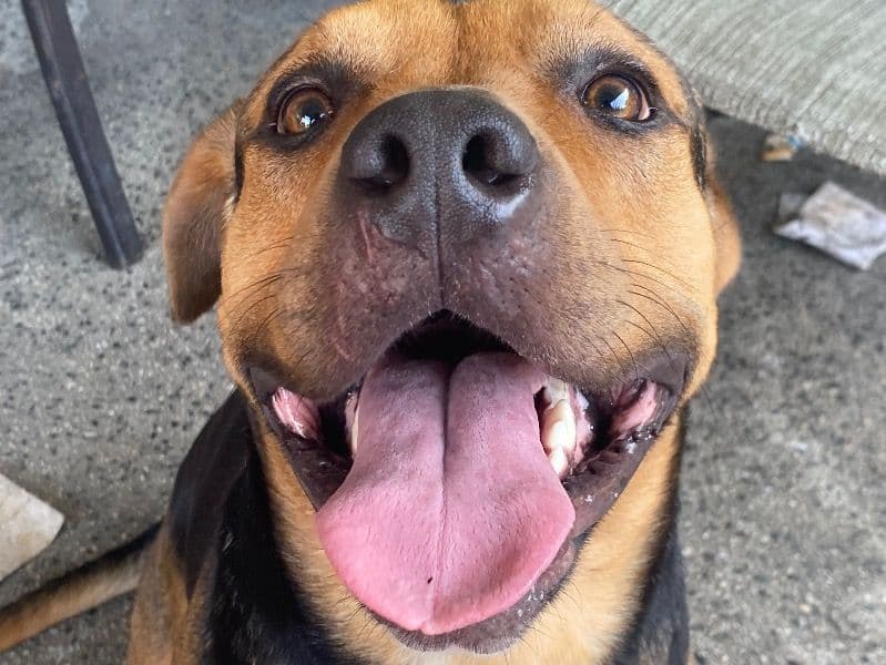 Bloodhound 3 years 3 months old male medium named Ace for breeding in Baltimore, Maryland | Petmeetly