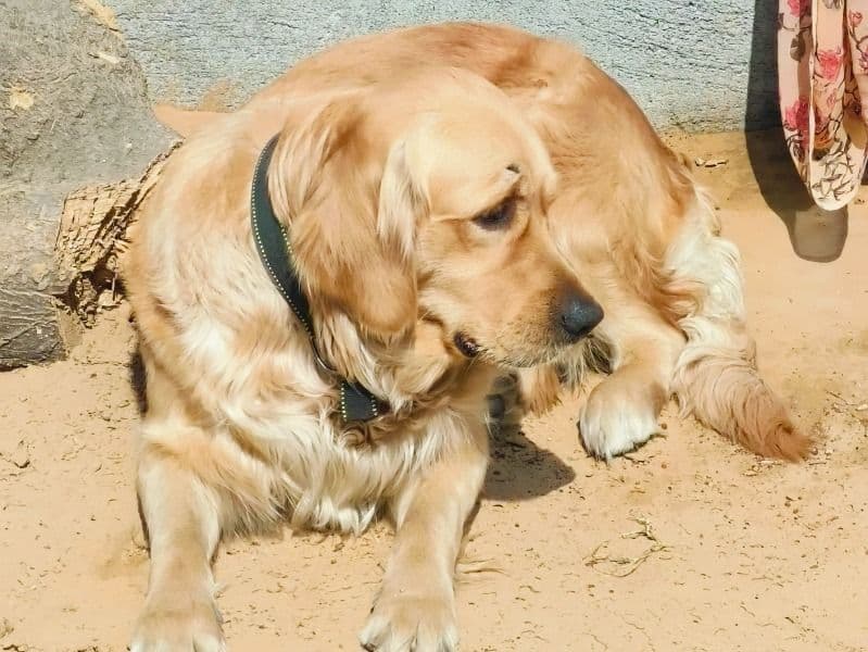 Golden Retriever primary photo