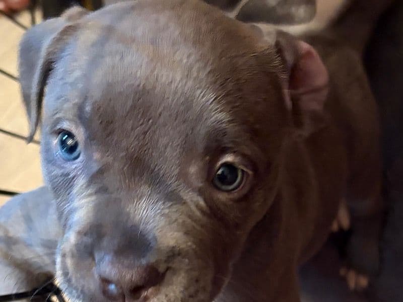 American Bully 1 month old female small named Luna for sale in Marion County, Indiana | Petmeetly