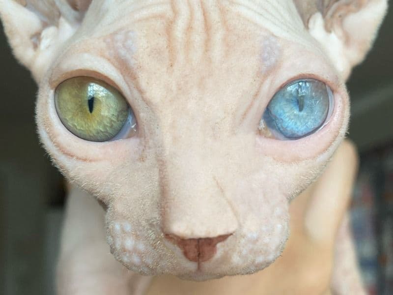 Bambino 11 months old male named Pat for sale in Frederick County, Maryland | Petmeetly