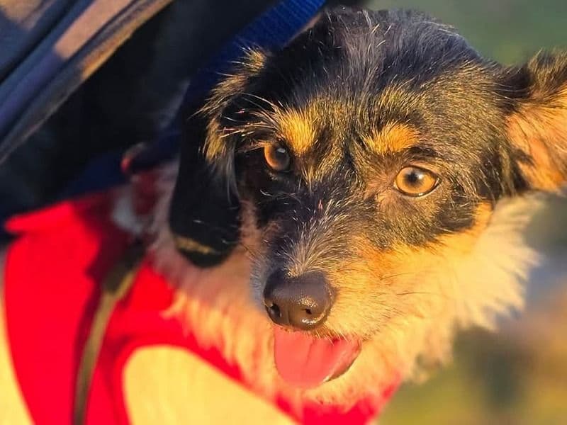 Dachshund 1 year 3 months old male small named Nugget for breeding in Douglasville, Georgia | Petmeetly