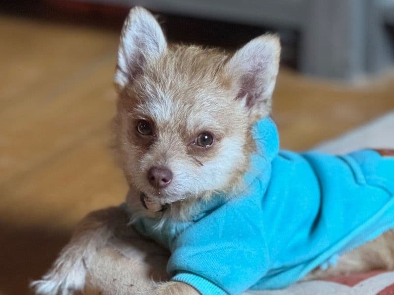 Chorkie 1 year 1 month old male small named Todd for breeding in Maricopa County, Arizona | Petmeetly