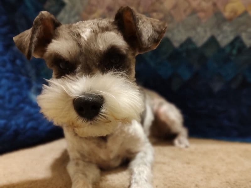 Miniature Schnauzer 3 years 5 months old female small named Izzi Vi for breeding in King County, Washington | Petmeetly