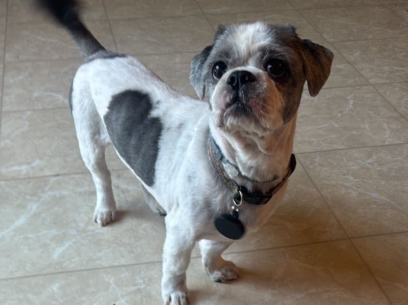 Shih Tzu 11 years old male medium named Lucky for breeding in Stanislaus County, California | Petmeetly