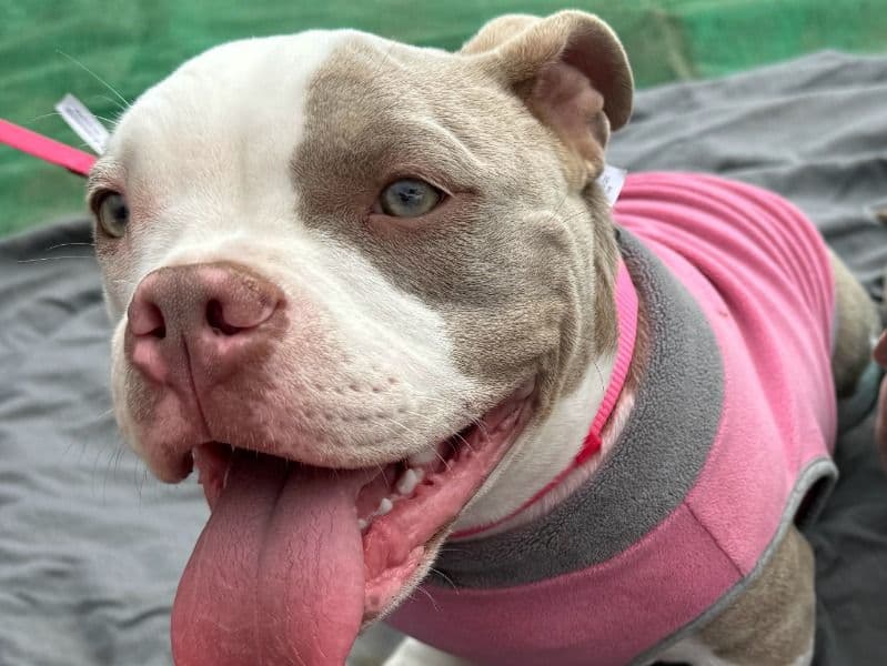 American Bully 2 years 1 month old female medium named Barbie for adoption in San Diego County, California | Petmeetly