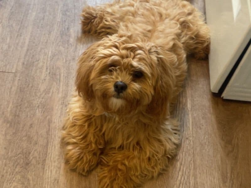 Cooper primary photo