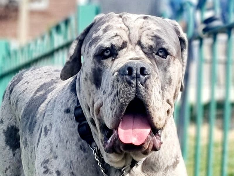 Cane Corso 1 year 8 months old male extra large named Sargeant for breeding in West Yorkshire, England | Petmeetly