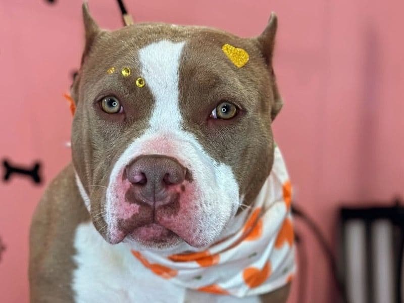 American Bully 2 years 6 months old female small named Nala for breeding in Worcester County, Massachusetts | Petmeetly