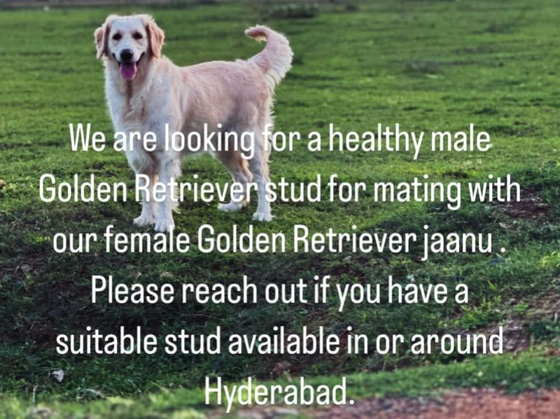 English Golden Retriever 3 years 10 months old female large named Jaanu for breeding | Petmeetly