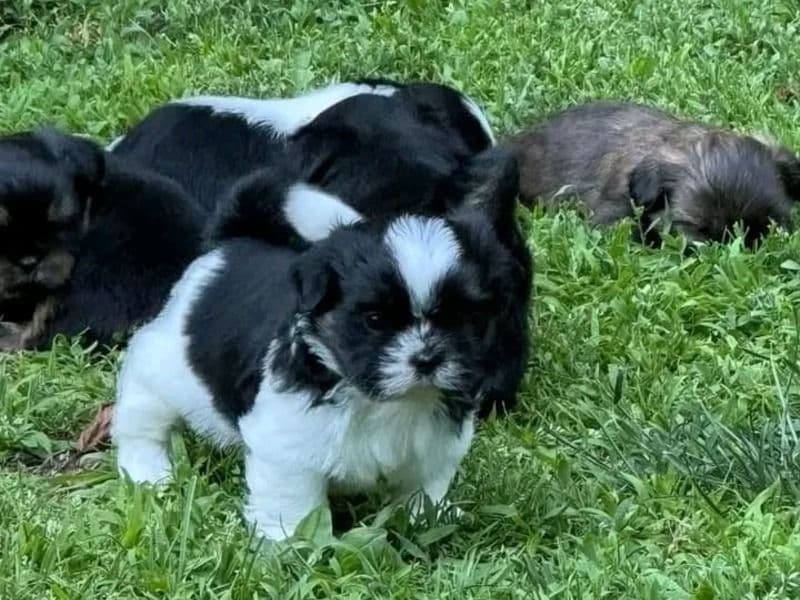 Tina - Shih Tzu | Petmeetly