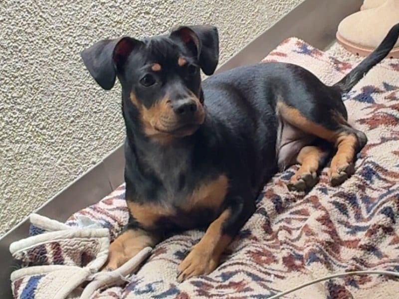 Willie - Dachshund | Petmeetly