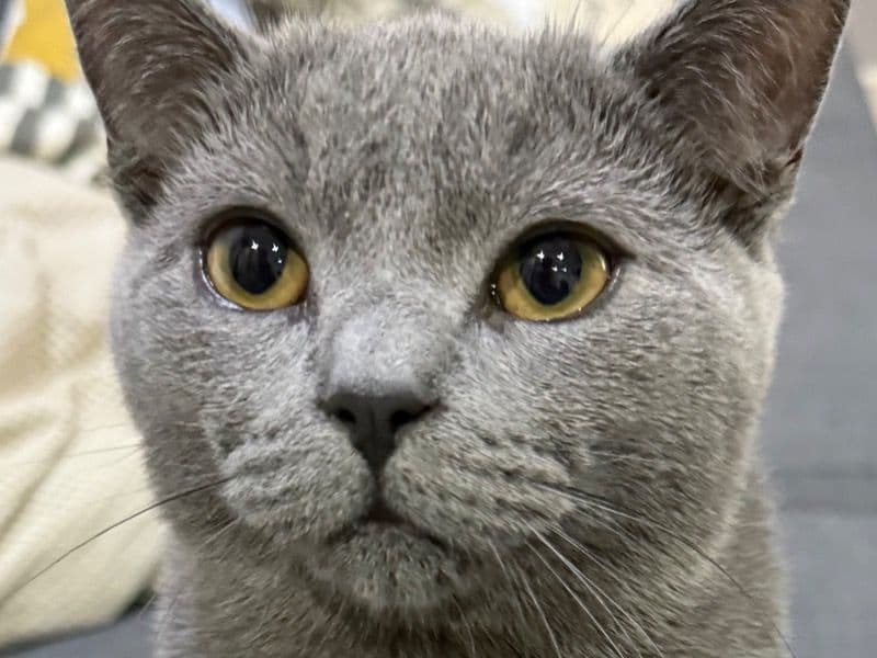 British Shorthair 1 year 3 months old male named Makyous for breeding in Greater London, England | Petmeetly