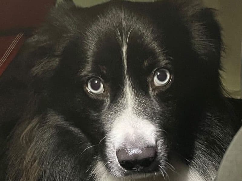 Miniature Australian Shepherd 3 years old male small named Kasey for breeding in Bell County, Texas | Petmeetly
