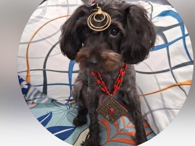 Yorkipoo 3 years 1 month old female small named Shadow for breeding in Faridabad Division, Haryana | Petmeetly