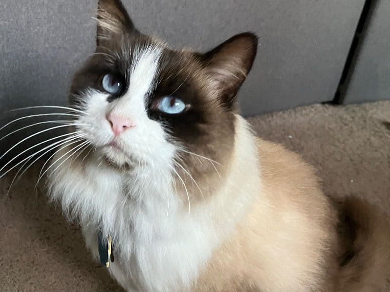 Domestic Longhair 5 years 10 months old male named Towhee for breeding | Petmeetly