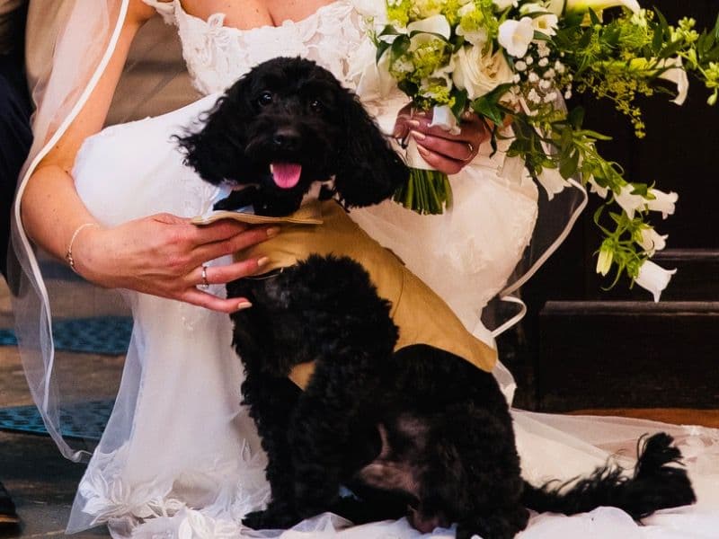 Cockapoo 4 years 7 months old male small named Rocky for breeding in Stockton-on-Tees, England | Petmeetly