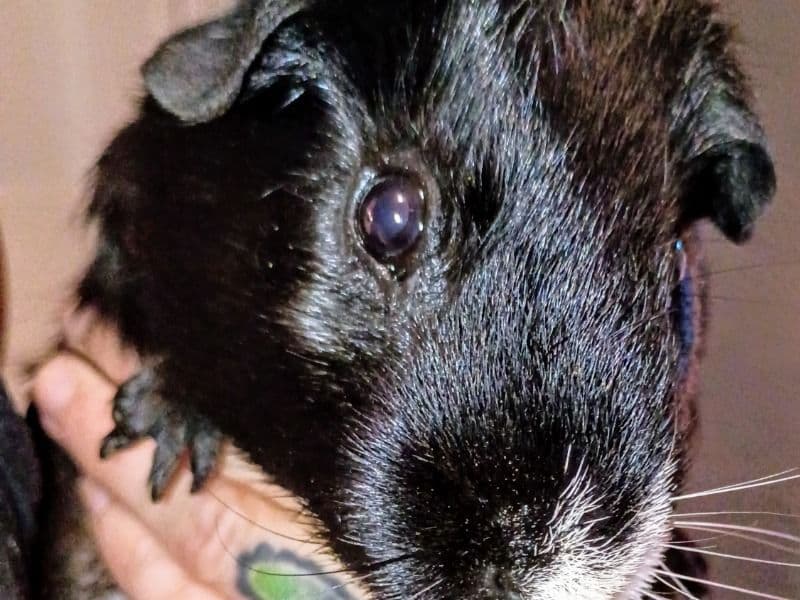 Guinea Pig 1 year 2 months old male named Bobbie for sale in Kent County, Rhode Island | Petmeetly
