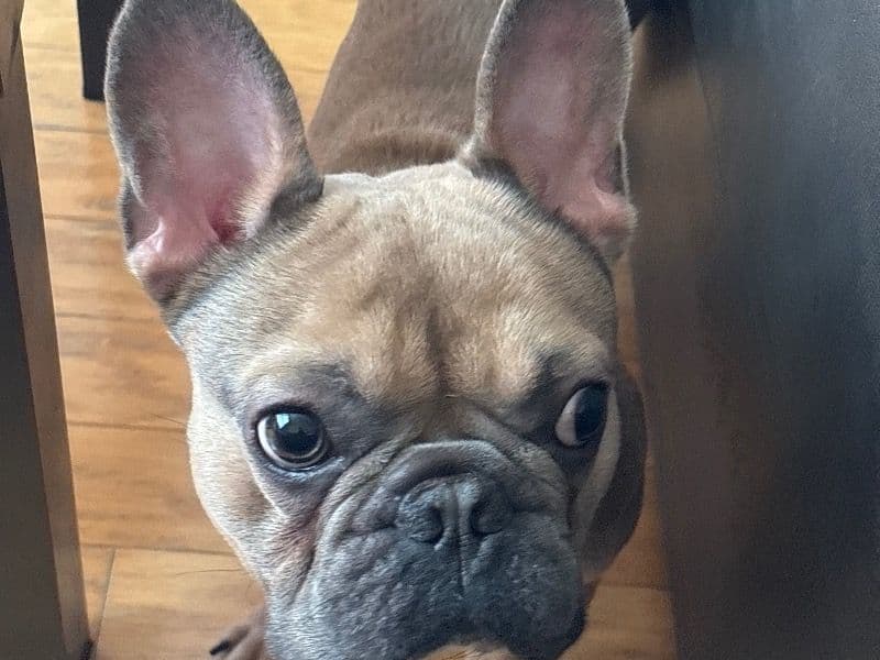 Frenchie Pug (Frug) 1 year 11 months old male medium named Choppy for breeding in Hudson County, New Jersey | Petmeetly
