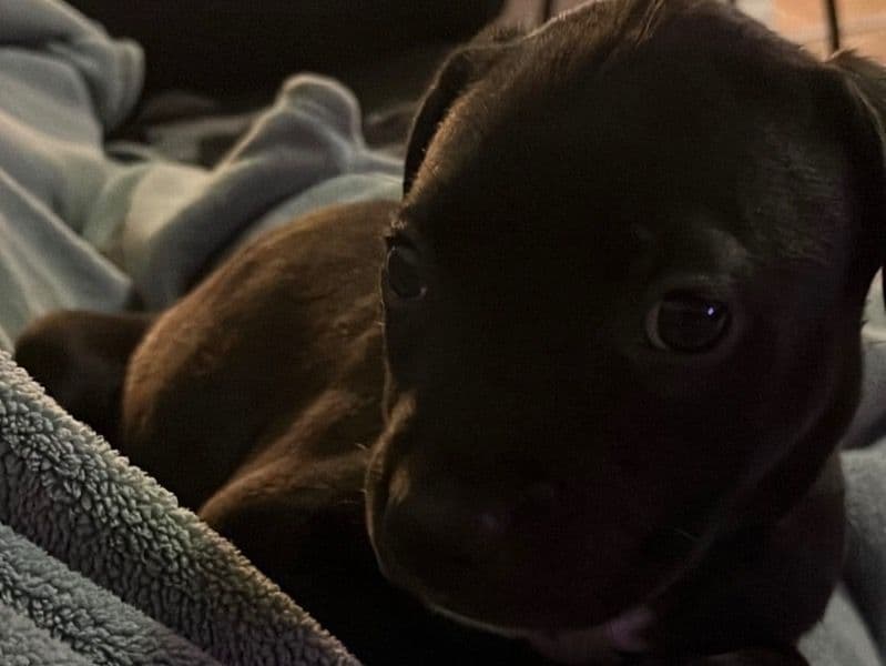 American PitBull Terrier 6 months old male small named Royal for breeding in Richmond, Virginia | Petmeetly