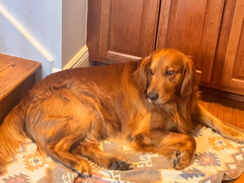English Golden Retriever 5 years 11 months old male large named Jiminy for breeding in Hillsborough County, Florida | Petmeetly