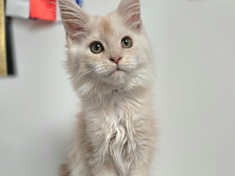 Maine Coon 4 months old female named Angelus for sale | Petmeetly