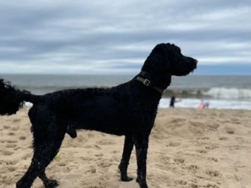 Goldendoodle 4 years 11 months old male medium named Bertie for breeding in Venango County, Pennsylvania | Petmeetly