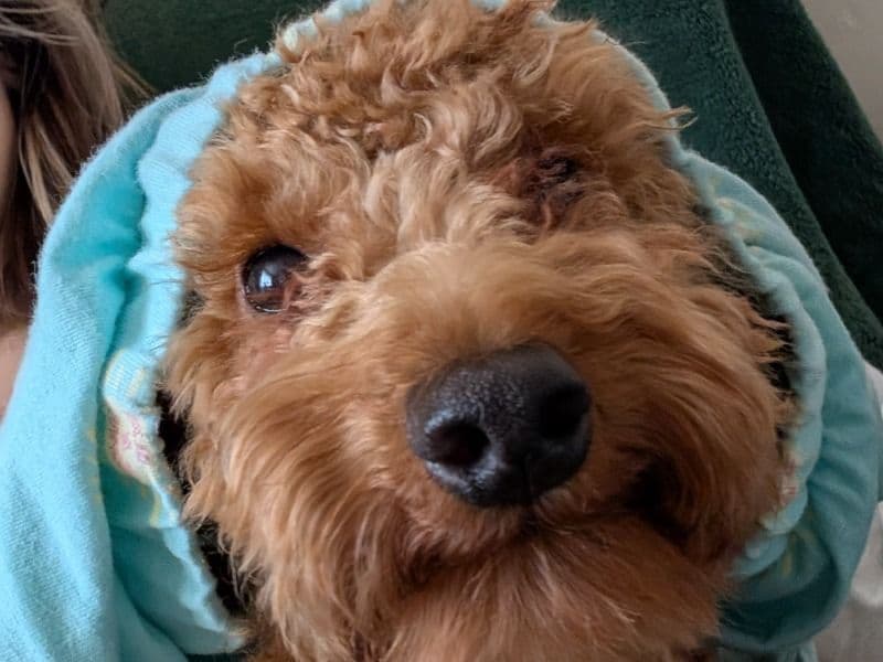 Toy Poodle 1 year 2 months old male small named Dodo for breeding in Greater London, England | Petmeetly