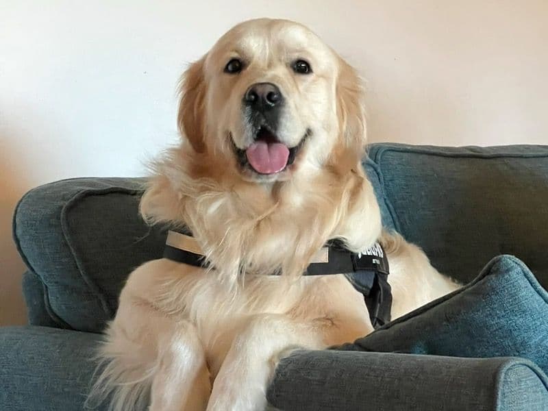 Golden Retriever 3 years 10 months old male large named Arlo for breeding in East Lothian, Scotland | Petmeetly