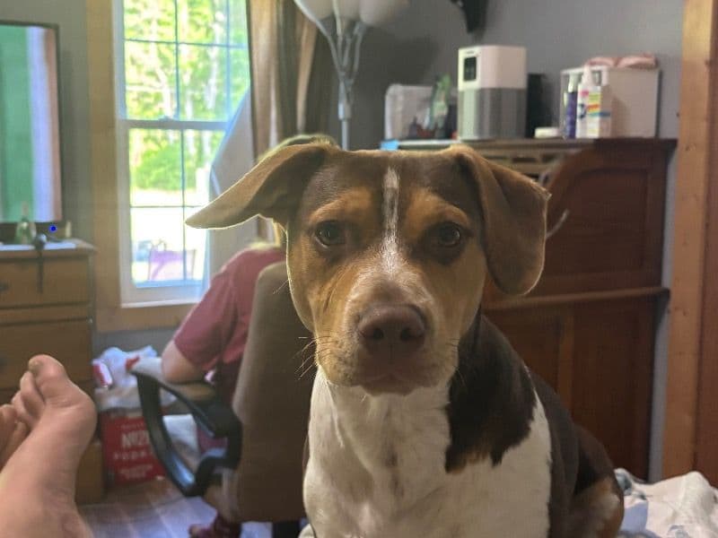 American PitBull Terrier 1 year 1 month old male medium named Champ for breeding in Middlesex County, Virginia | Petmeetly