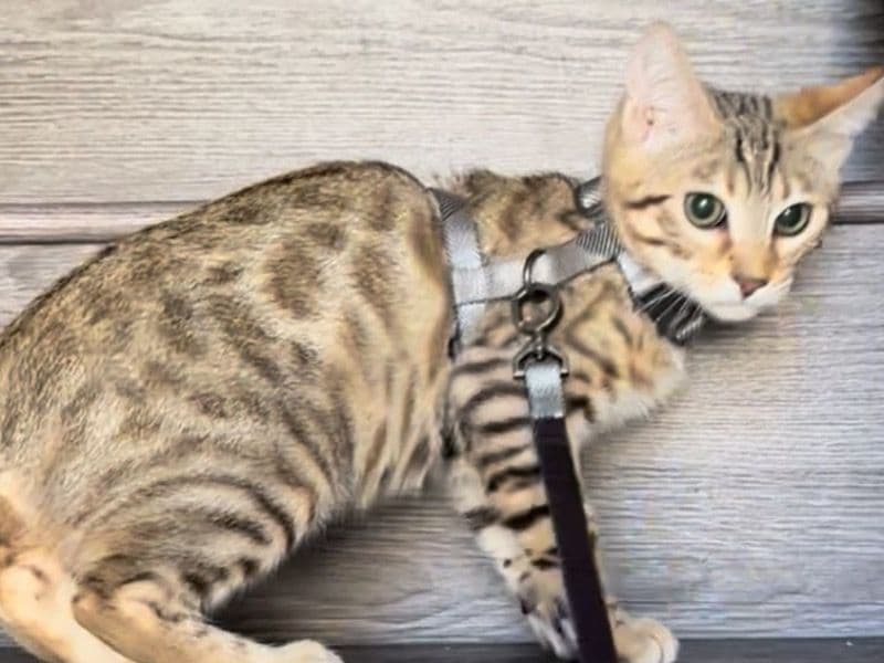 Bengal 3 years old female named Snow for breeding in Clark County, Nevada | Petmeetly