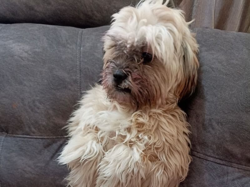 Lhasa Apso 1 year 8 months old male small named Lucas for breeding in Pune Division, Maharashtra | Petmeetly