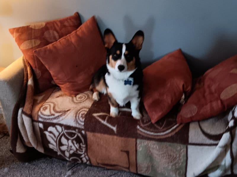 Corgi 1 year 2 months old male medium named Jorgie for breeding in Twin Falls County, Idaho | Petmeetly