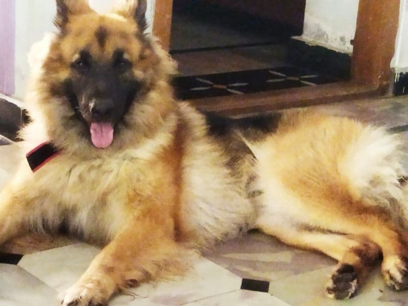 German Shepherd 1 year 11 months old male large named Jimmy for breeding in Kurnool, Andhra Pradesh | Petmeetly