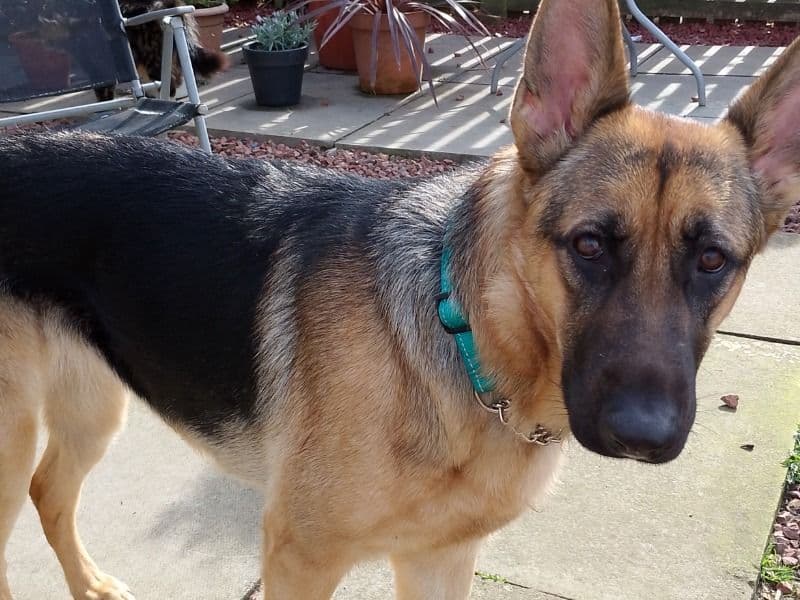 Black German Shepherd 1 year 7 months old female large named Zia for breeding in Midlothian, Scotland | Petmeetly