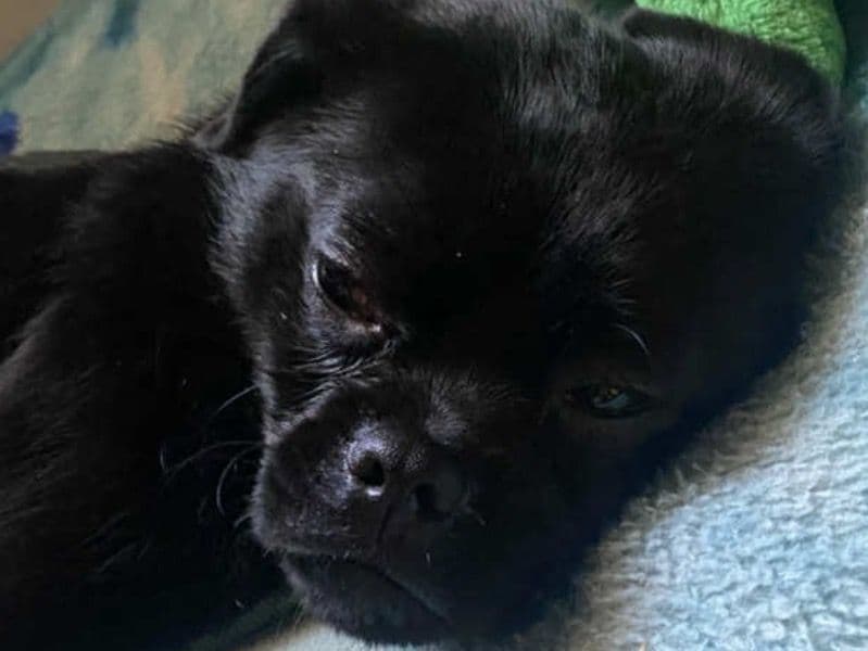 Chihuahua 1 year 4 months old male medium named Cosmos for breeding in DeKalb County, Georgia | Petmeetly