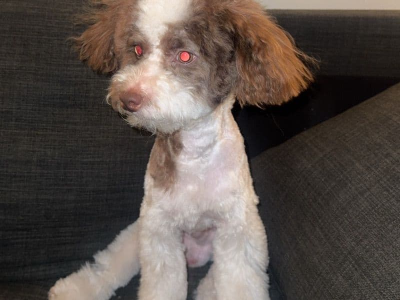 Toy Poodle 1 year 5 months old male medium named Leo for breeding | Petmeetly