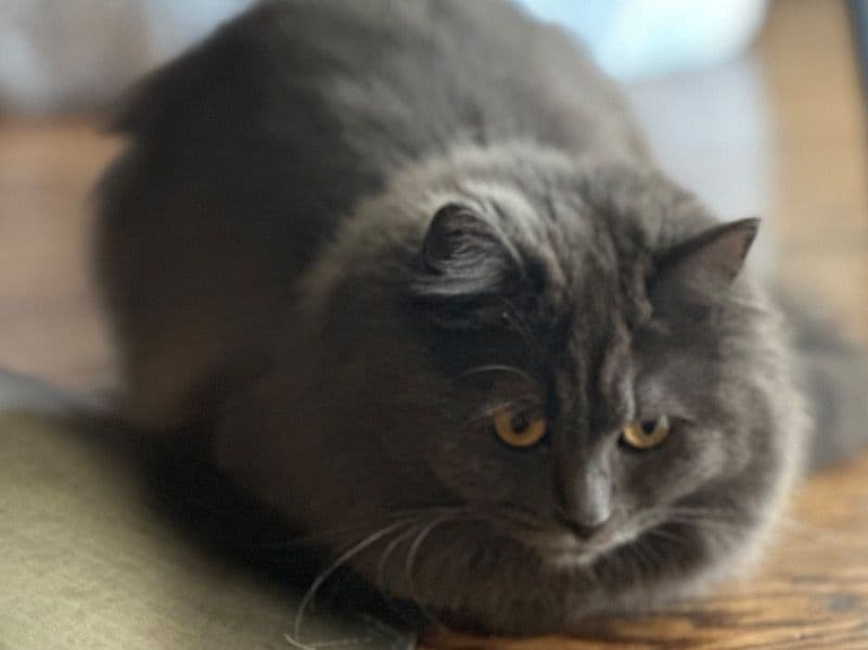 British Longhair 1 year 2 months old female named Kiki for breeding in Nassau County, New York | Petmeetly