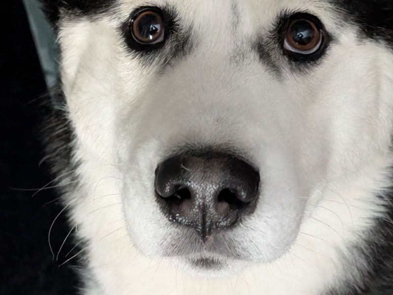 Siberian Husky 2 years old male large named Tommy for breeding in Derbyshire, England | Petmeetly
