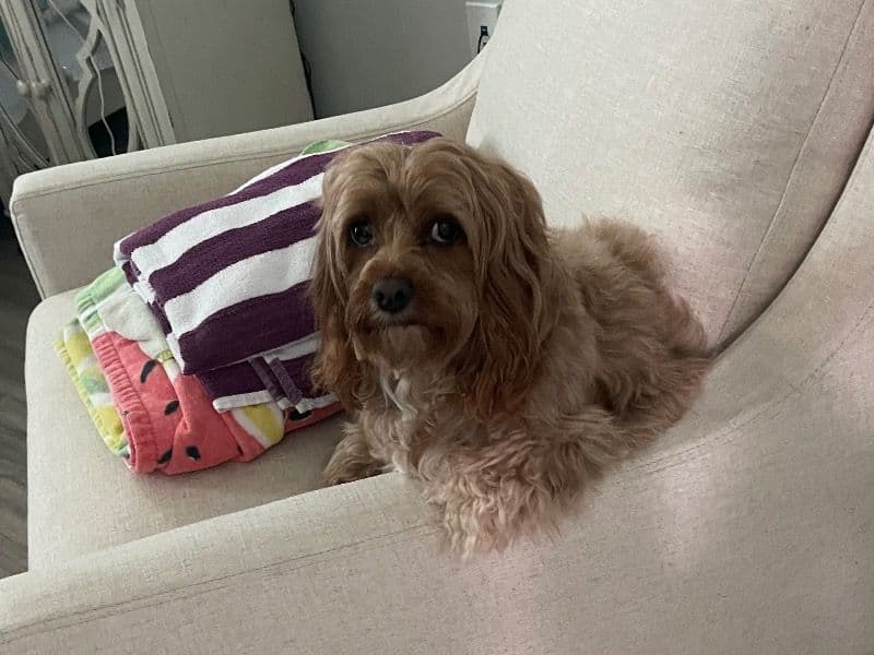 Cockapoo 3 years 3 months old female medium named Roxy Rose for breeding in Lauderdale County, Mississippi | Petmeetly