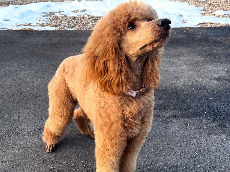 Standard Poodle 2 years 6 months old female medium named June for breeding in Uinta County, Wyoming | Petmeetly