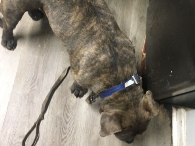 American Bully 2 years 4 months old male medium named Saint for breeding in Gwinnett County, Georgia | Petmeetly