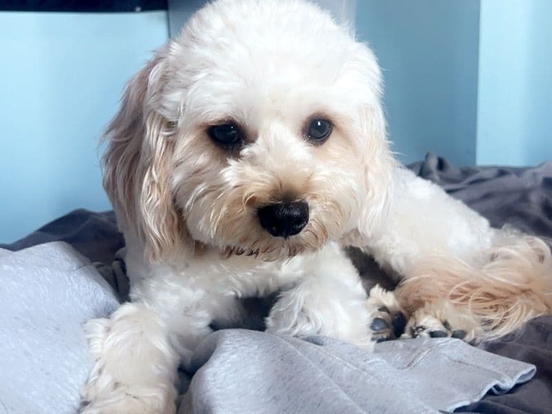 Poodle 1 year 8 months old male medium named Benji for breeding in Richmond County, New York | Petmeetly