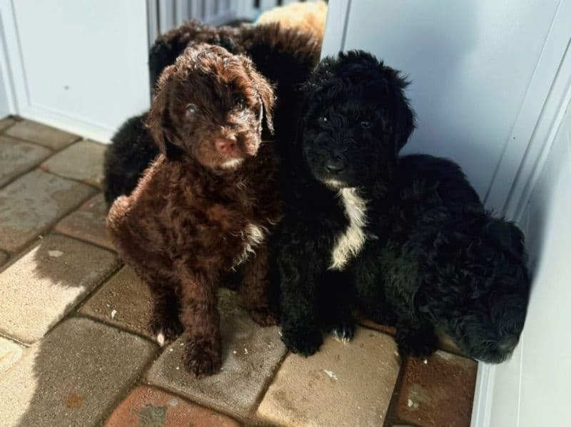 Mini Golden Doodle 2 months old male medium named Golden Doodles for sale in Los Angeles County, California | Petmeetly