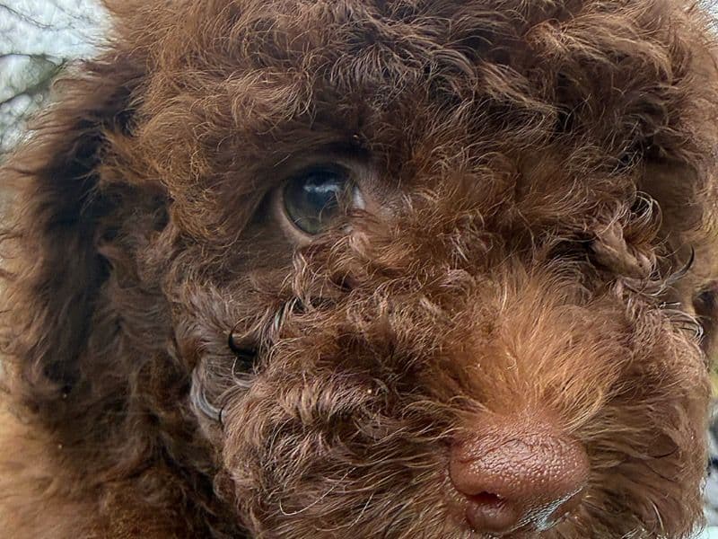 Toy Poodle 3 months old female small named Bella for sale in Cabarrus County, North Carolina | Petmeetly