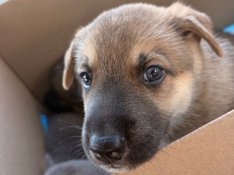 Fino - German Shepherd | Petmeetly