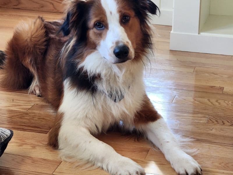 English Shepherd 1 year 11 months old male large named Tucker for breeding in Cowlitz County, Washington | Petmeetly