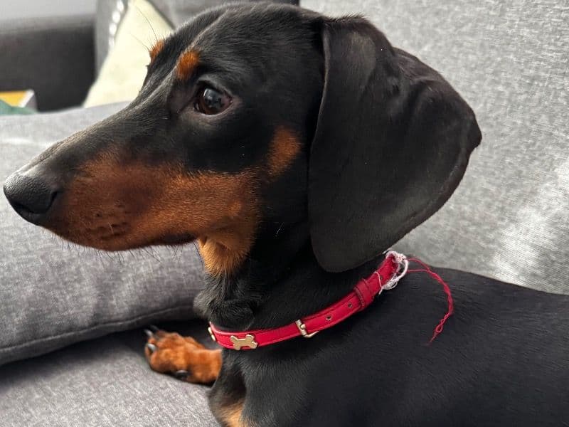 Miniature Dachshund 1 year 4 months old male small named Thor for breeding in County Durham, England | Petmeetly