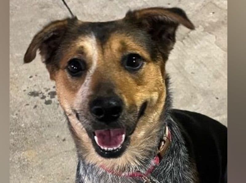 Texas Heeler 4 years 2 months old female medium named Pepper for adoption in Denton County, Texas | Petmeetly