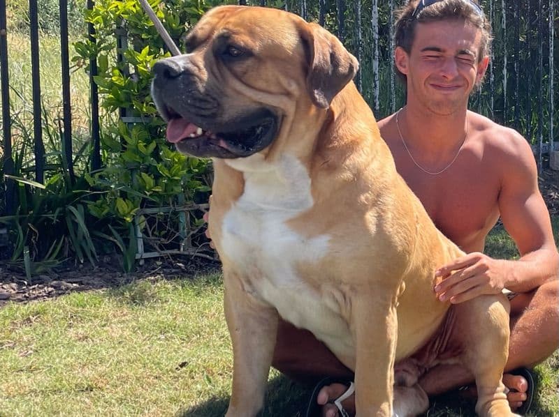 Bullmastiff 6 years 1 month old male extra large named Sir B for breeding in San Diego County, California | Petmeetly